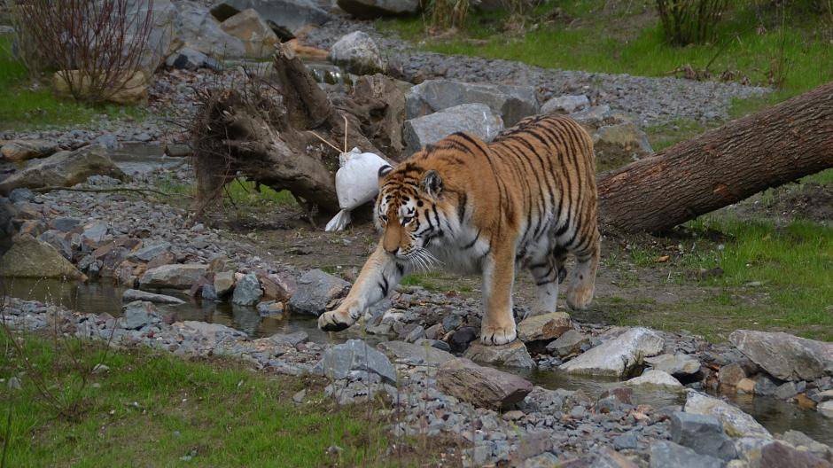 Neue Tigeranlage im Zoo – da muss es doch was werden mit dem Nachwuchs!