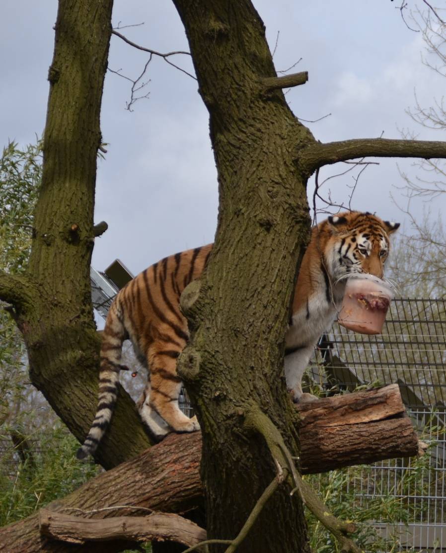 Neue Tigeranlage im Zoo – da muss es doch was werden mit dem Nachwuchs!