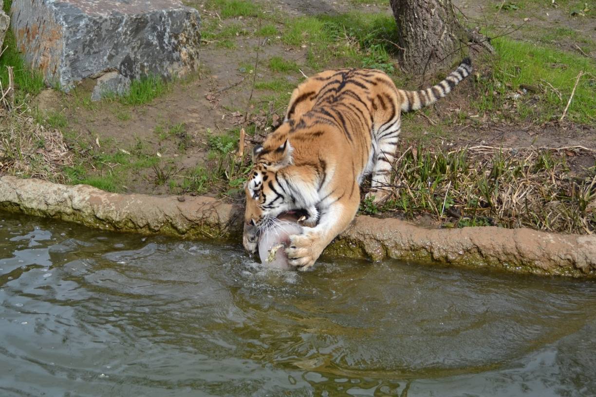  Dasha fischt die Rindfleischeisbombe aus dem Teich. 