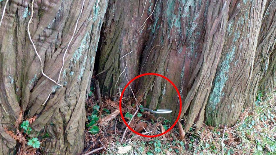 Notfällung: Schwerwiegende Schäden beim Naturdenkmal