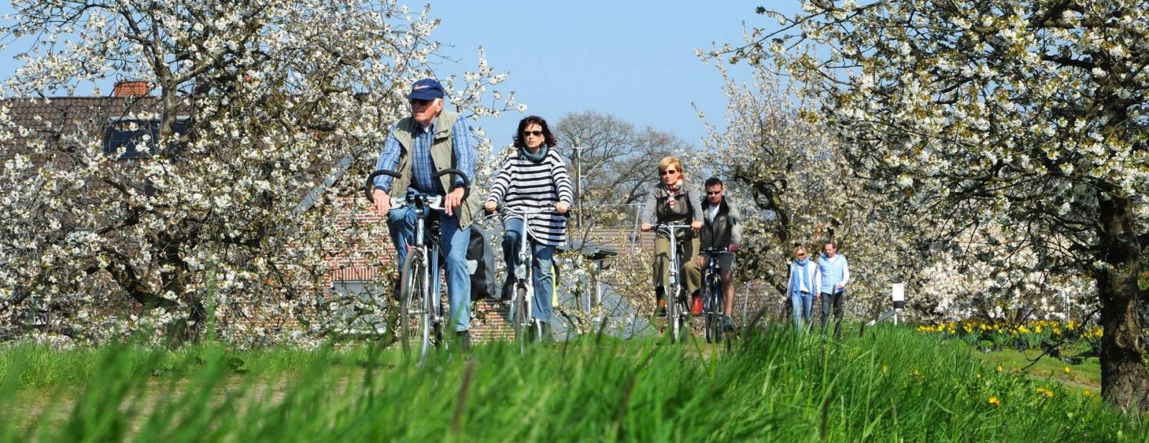  Die „Obstroute“ führt in zwei Schleifen von 36 und 37 Kilometern Länge durch die Region Altes Land am Elbstrom — zum Teil mitten durch die Obstplantagen. 