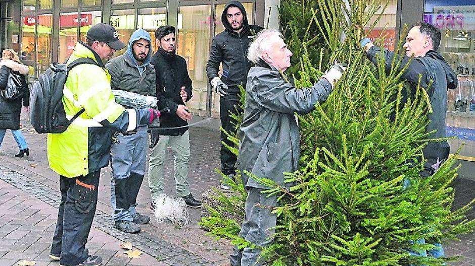 Auch wenn die Arbeit so schnell von der Hand ging wie bisher in keinem Jahr, lag dies primär jedoch an den vielen fleißigen Helfern. Allein die „Entnetzung“ der Bäume war bei 180 Stück eine regelrechte Fleißarbeit, die richtig viel Zeit erforderte. Und auch das Anbinden der Bäume mit Kabelbinder war ein über aus „stachelige“ Angelegenheit.