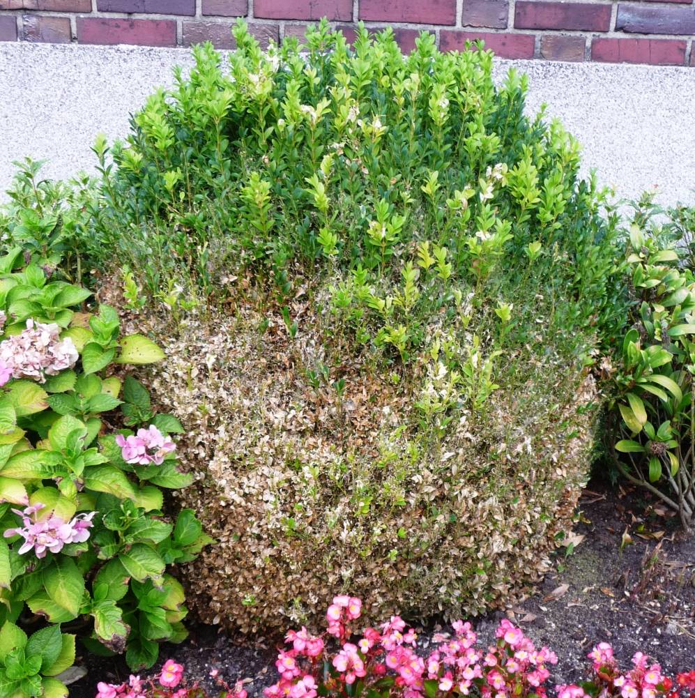 Buchsbaum-Krankheit ist im Kreis Viersen angekommen