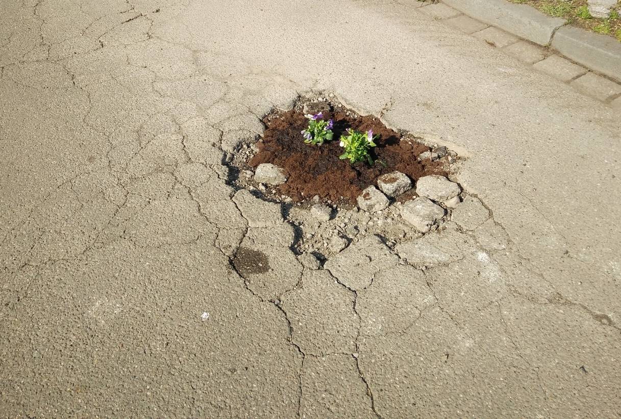 Ob die Stiefmütterchen als Anklage gegen die stiefmütterliche Verkehrspolitik gemeint sind?