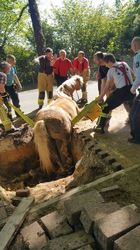 Tierischer Einsatz: Pferd Lukas bedankt sich bei Feuerwehr