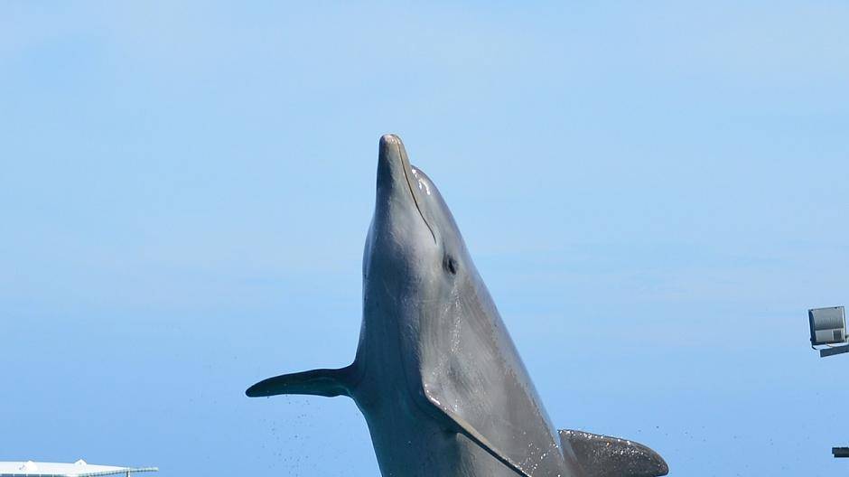 Auch die Vorführung von Kunststücken gehört zur...