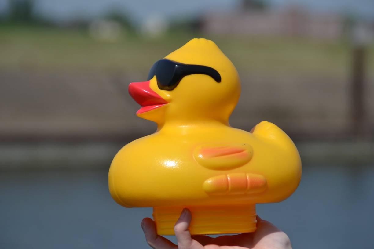  Vom Werden einer Promi-Ente: Der gelbe Rohling…  