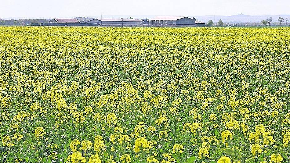  Der gelbe Raps ist jetzt wieder vielerorts am Niederrhein zu sehen. 