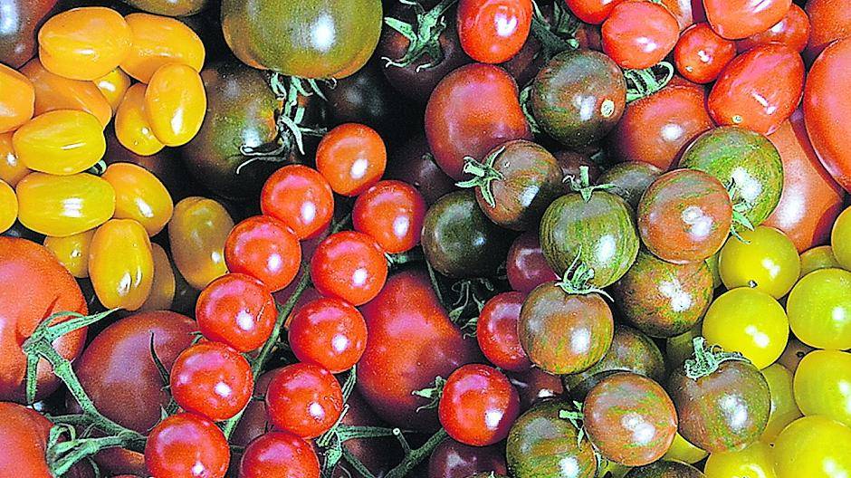 Tomaten lassen sich vielseitig verwenden und schmecken einfach lecker.