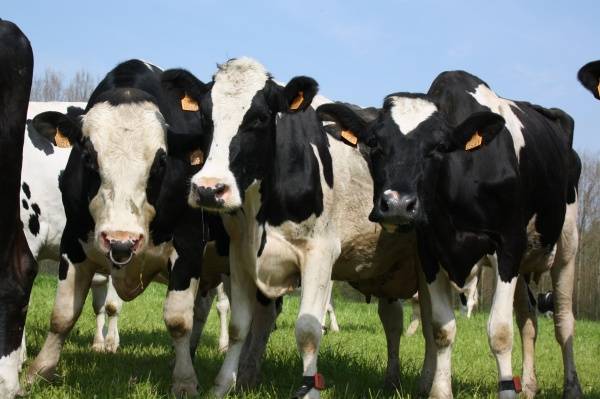 Kühe kommen an die frische Luft