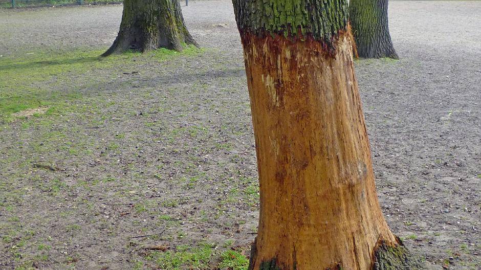 Jugendliche zerstören 50 Jahre alte Eiche