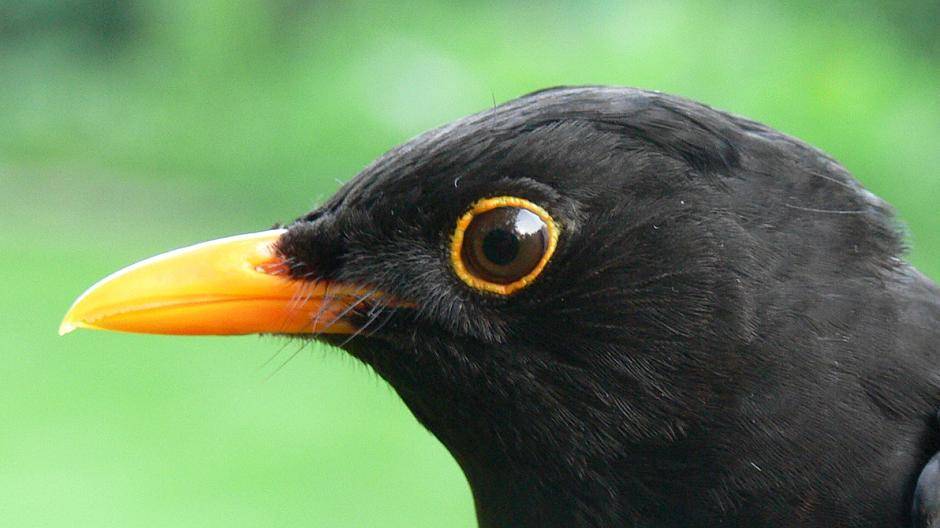 Wie klingt eine Amsel?