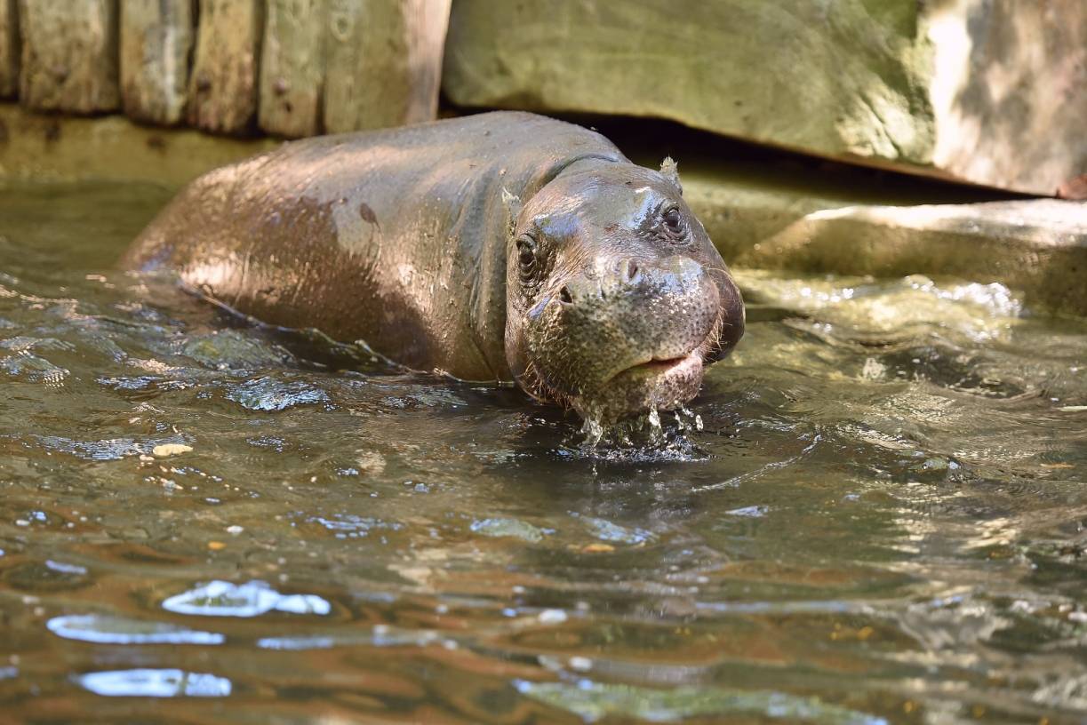 Zoo Krefeld: Zwergflusspferd Sophie plötzlich gestorben