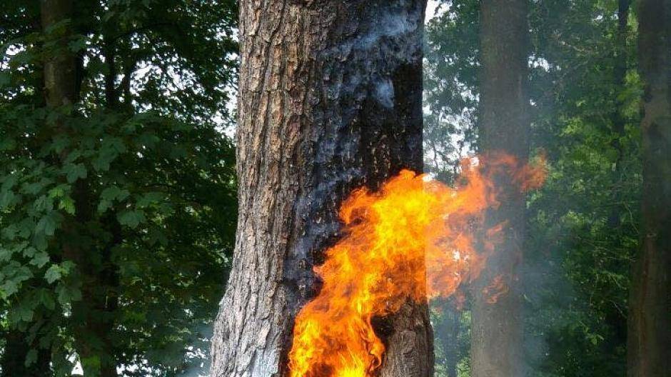 Ein brennender Baum beschäftigte die Moerser Feuerwehr am Mittwoch.