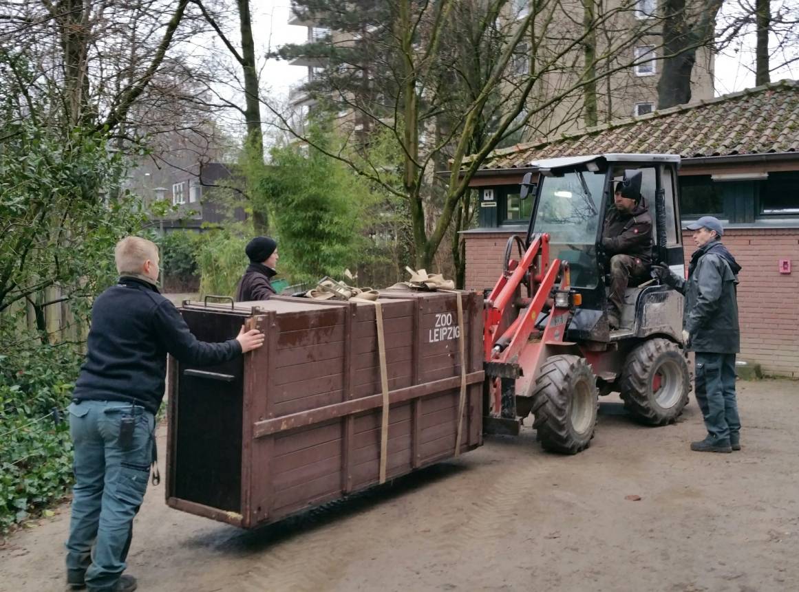 Sibirische Tigerin aus Münster im Krefelder Zoo: Tiger auf Stippvisite im Zoo