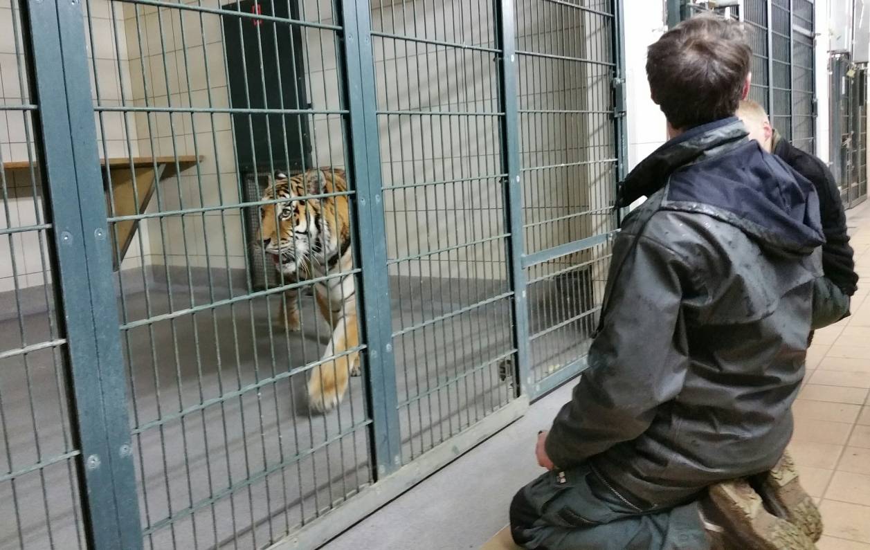Sibirische Tigerin aus Münster im Krefelder Zoo: Tiger auf Stippvisite im Zoo