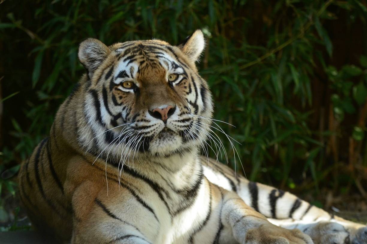 Sibirische Tigerin aus Münster im Krefelder Zoo: Tiger auf Stippvisite im Zoo