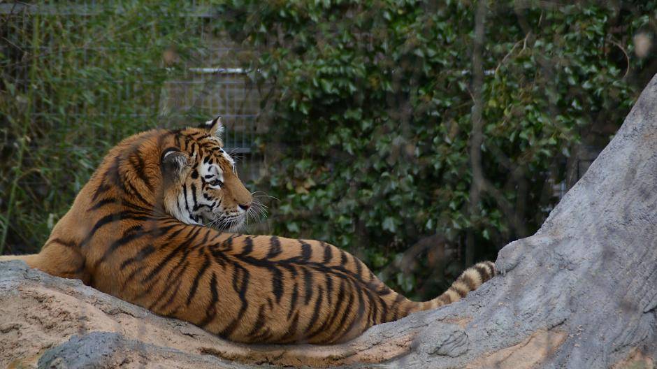  Wunschgemäß zügig ist Dasha Mutter zweier Sibirischer Tiger geworden. 
