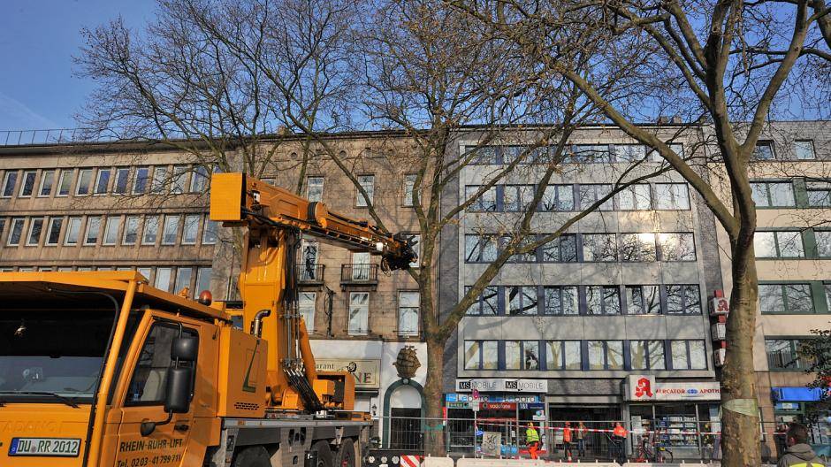  Die Fällung der alten Platanen auf der Mercatorstraße sorgte im vergangenen Jahr für große Proteste und viel Aufruhr. 