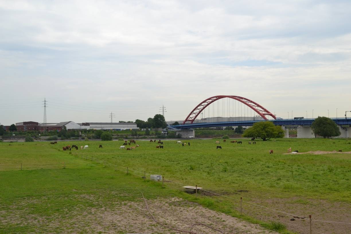  Wenn die Rheinuferwiesen, die vom Tiergnadenhof als Koppel genutzt werden, durch Hochwasser überflutet sind, müssen die Pferde mit teuer zugekauftem Heu versorgt werden. Dann ist der Verein dringend auf Spenden angewiesen, um diese Notsituation zu überstehen.  