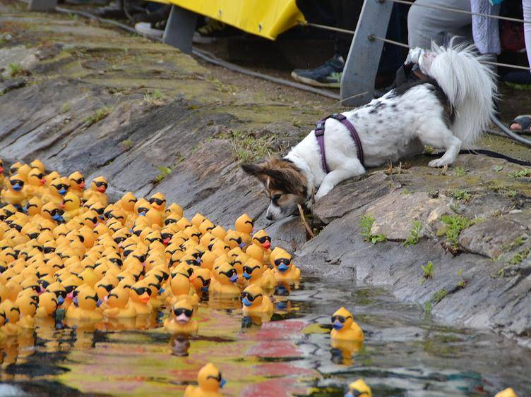 .... und auch die eine oder andere Begegnung "der dritten Art" überstehen. Der...
