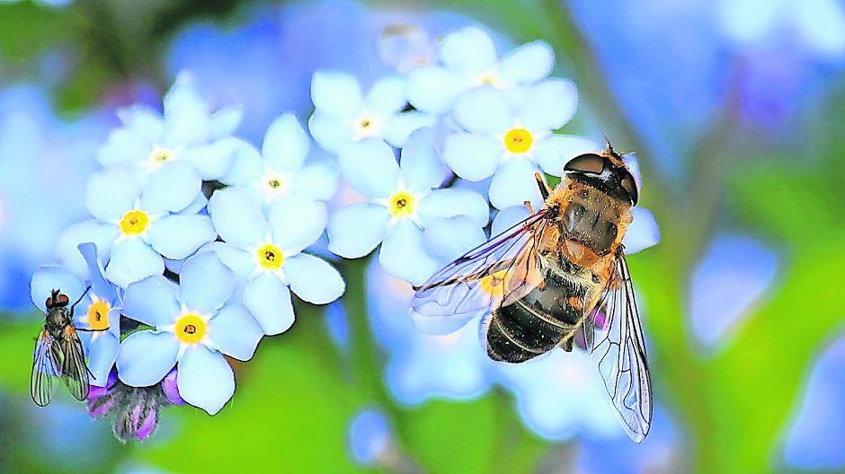 Ein Festschmaus für Bienen