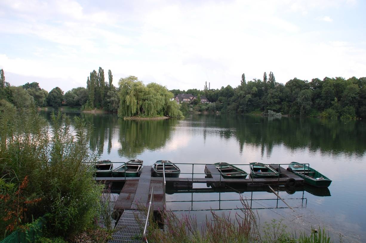 Karpfen verenden - für Menschen ungefährlich