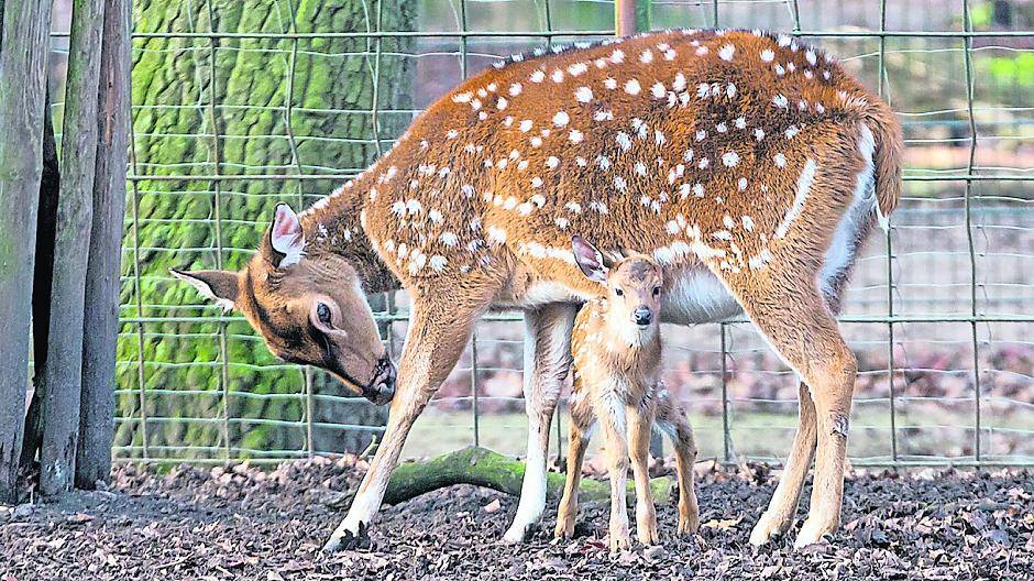 Putzig: Erster Zoo-Nachwuchs im neuen Jahr