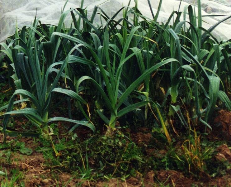 Krefeld: Porree oder Lauch?