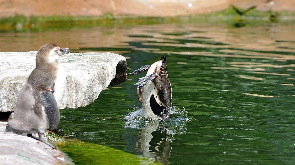 Der Humboldt-Pinguin spingt ins...
