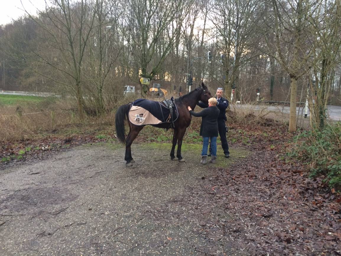 Krefeld: Pferd mit leerem Sulky verursacht Karambolage auf Europaring