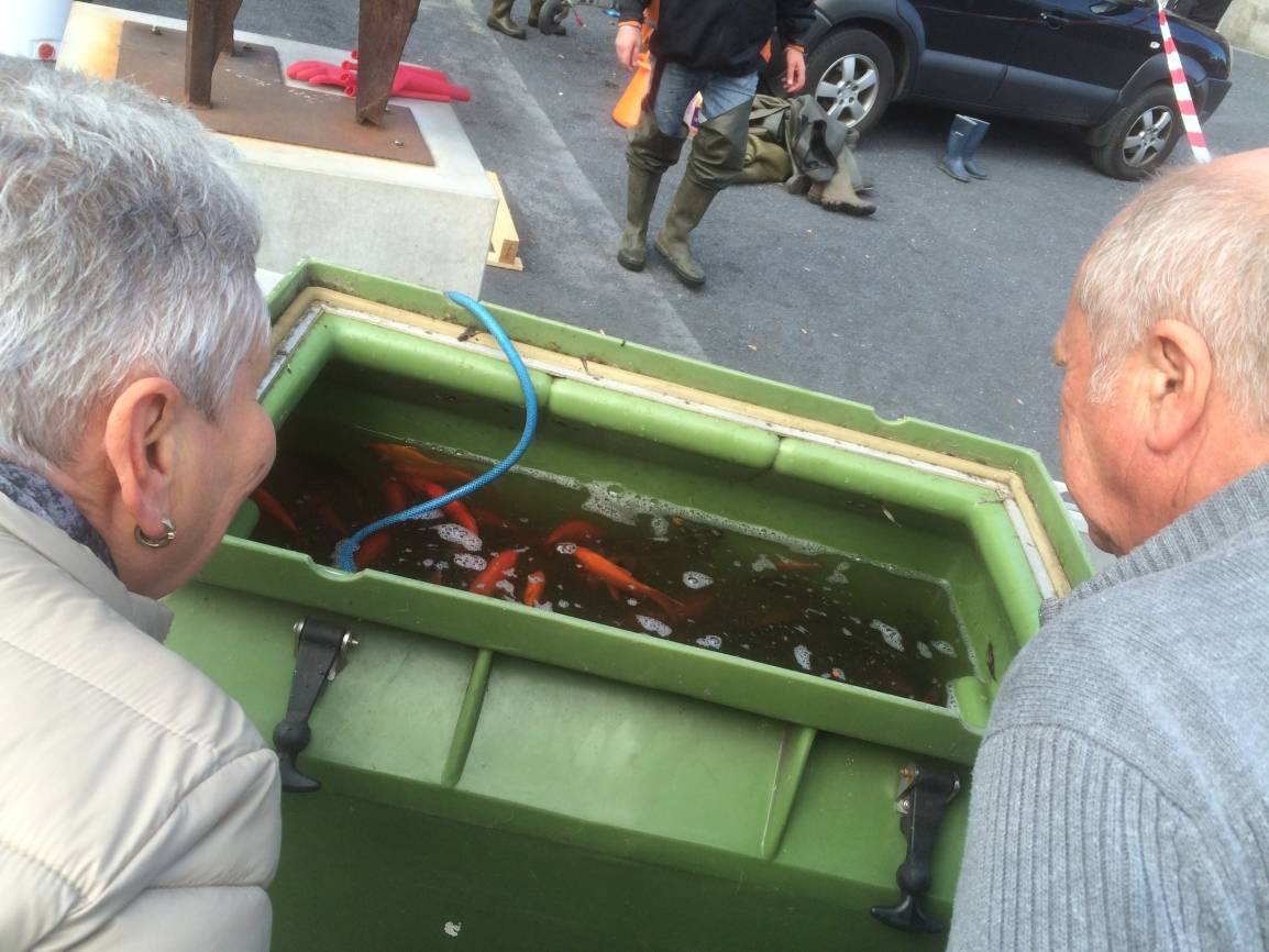Goldfische schwimmen weiterhin im Ententeich