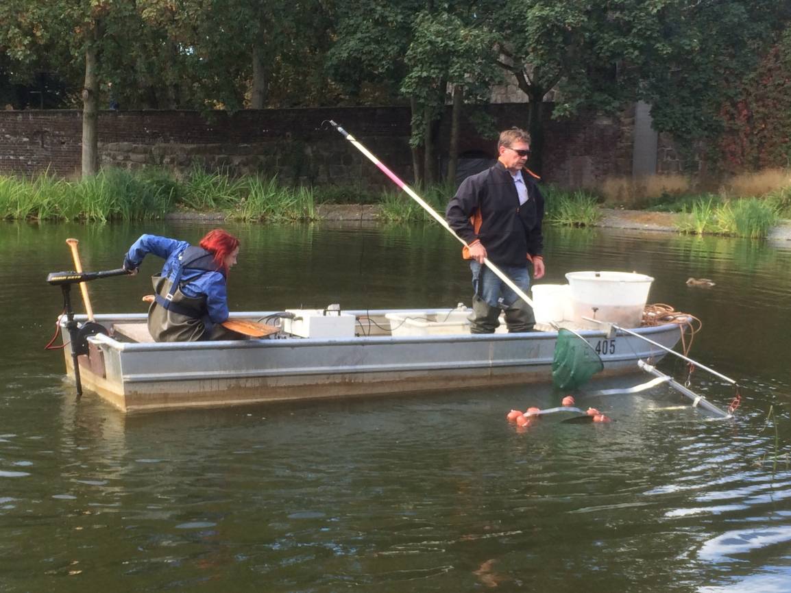 Goldfische schwimmen weiterhin im Ententeich