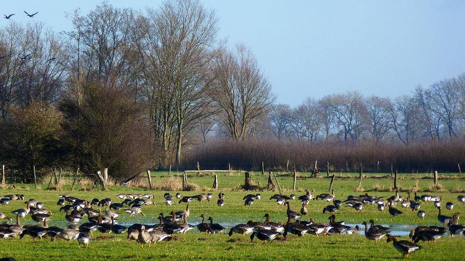 25 Jahre Gänsesafari am Niederrhein