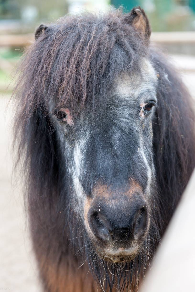 "Alter Hase" im Krefelder Zoo: Happy Birthday: Mickey wird heute 38
