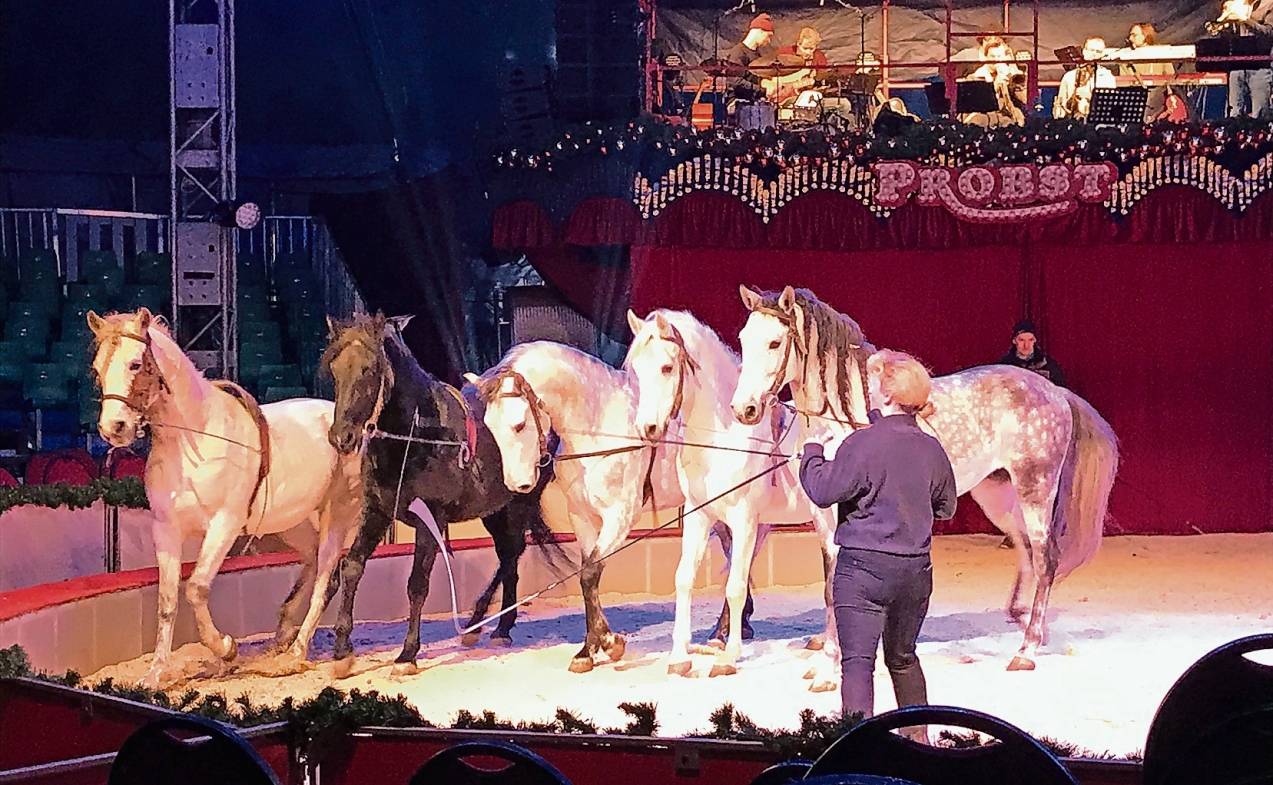 Beatrix Spindler hat ihre edlen Pferde bestens im Griff.