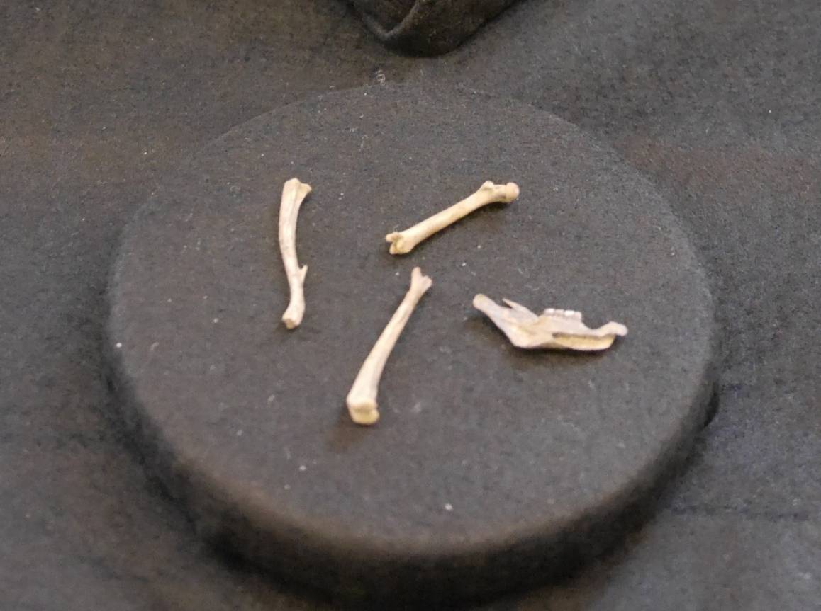 Die in Krefeld gefundenen antiken...