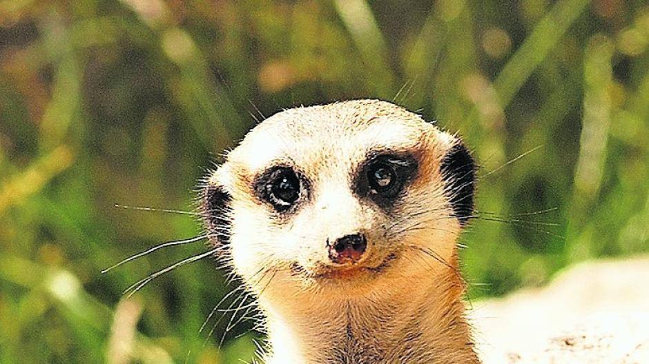  „Bei den Erdmännchen ist immer etwas los“, weiß Krefelds Zoodirektor. 