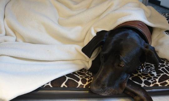  Silvester-Böller: Freude für den Menschen, Stress für unsere Tiere.  