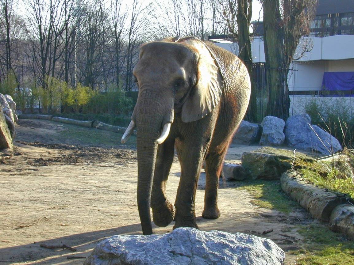  Beim Elefantentag bleiben keine Fragen offen. Der Besuch am Sonntag lohnt sich. 