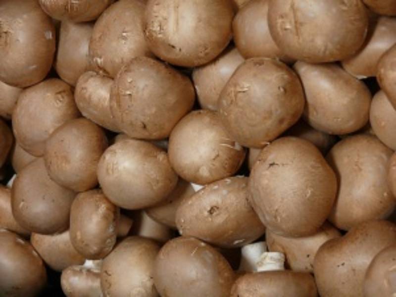 Ob weiß oder braun — Champignons sind gefragt