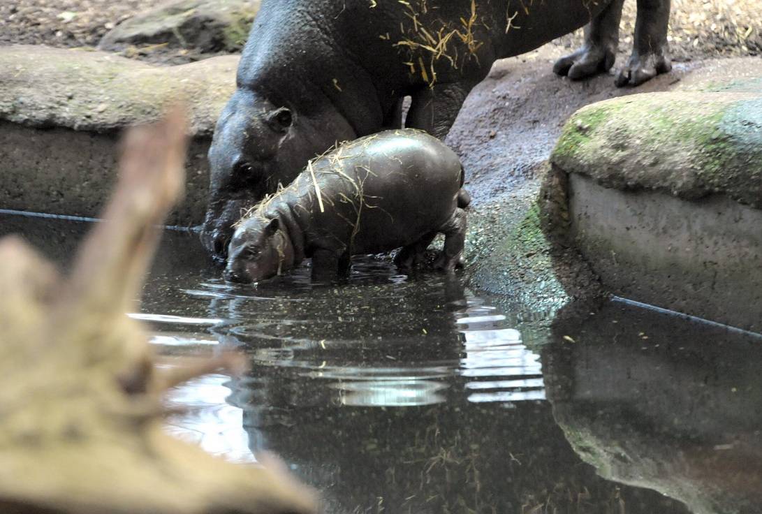 Gespannt waren die Tierpfleger, als sie Wasser ins Badebecken ließen und darauf...