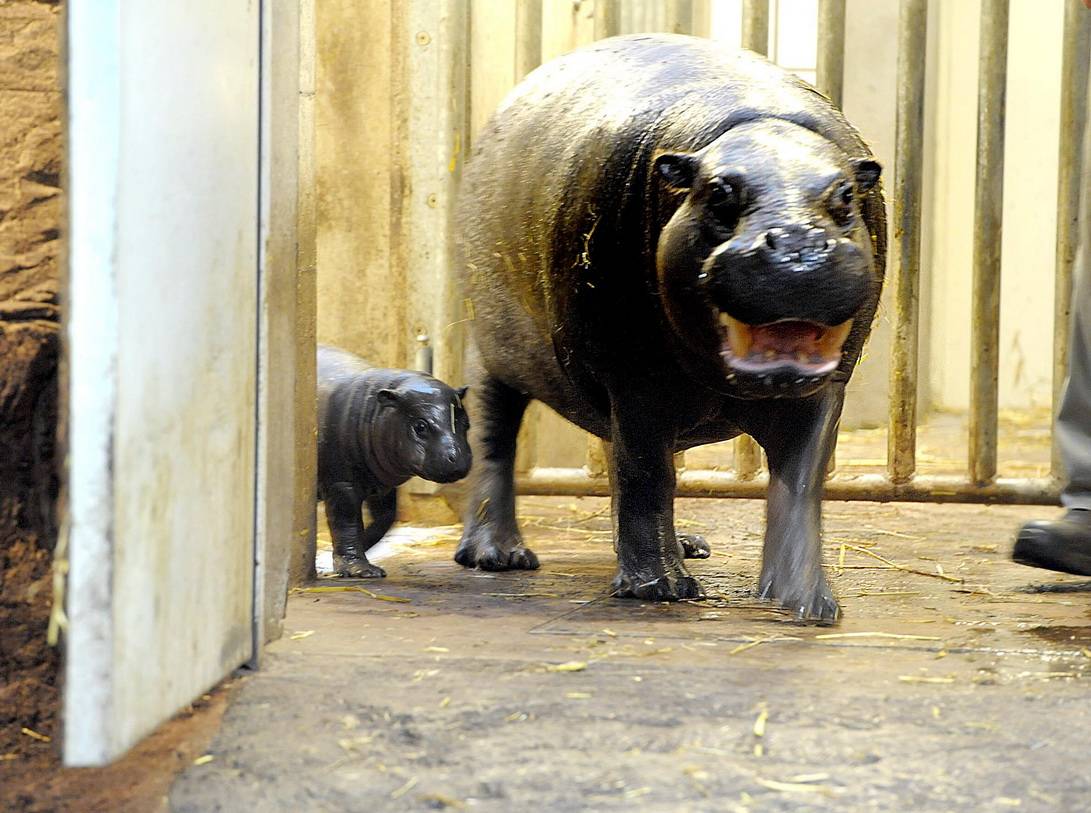 Erste Schwimmversuche