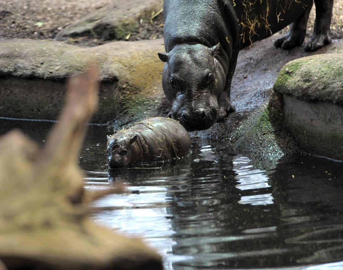 In den letzten Tagen war es dann soweit: Mit tatkräftiger Unterstützung seiner Mutter...
