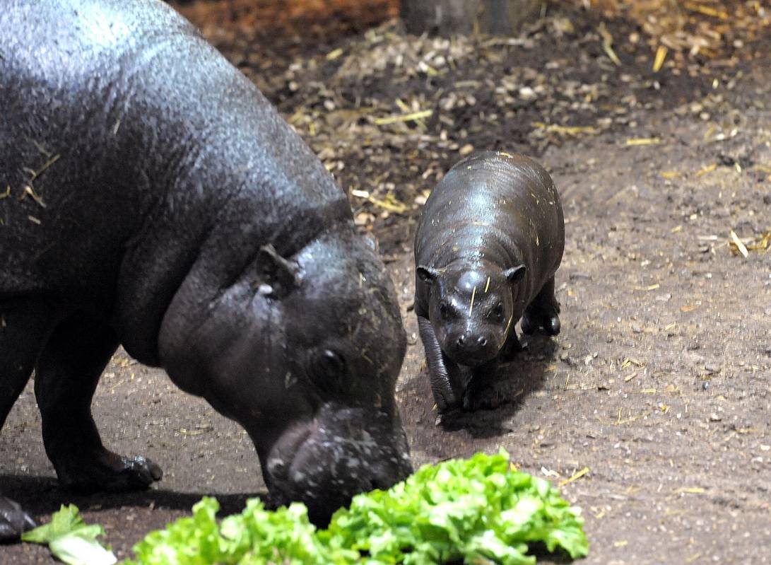Auch beim Essen zeigt sich der Kleine schon...