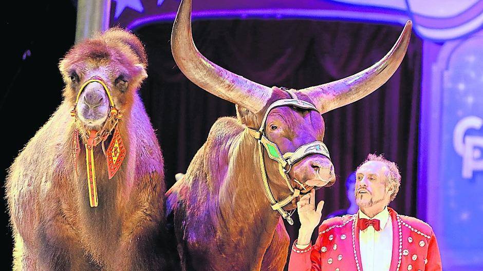  Direktor Reinhard Probst führte in der Manege seine „Exoten“ vor. Dazu gehörten Kamele, ungarische Steppenrinder, afrikanische Wattussi-Rinder, ein Zebra und ein Emu. Fotos (4). Strücken 