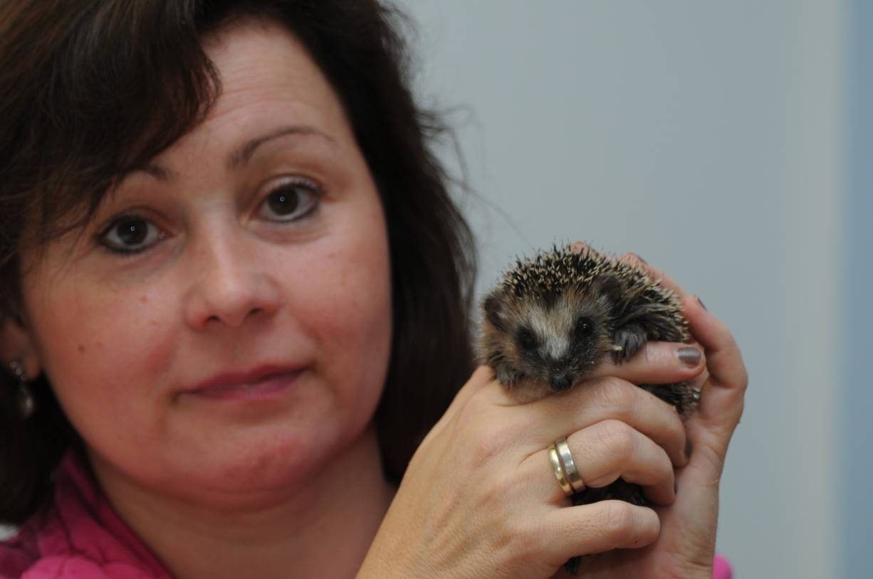  NABU-Igelfachfrau, Norma Heldens, mit ""Snoopy" einem ihrer stachligen Schützlinge. 