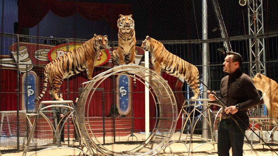 Raubtier-Training im Krefelder Wintercircus