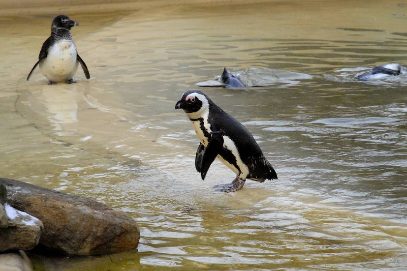 Die können Kälte gut ab, oder? Wer mehr wissen möchte, sollte zur Zoo-Führung kommen.