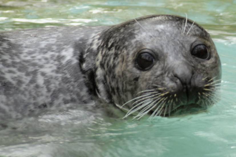 Auch Meister Petz bibbert bei Kälte